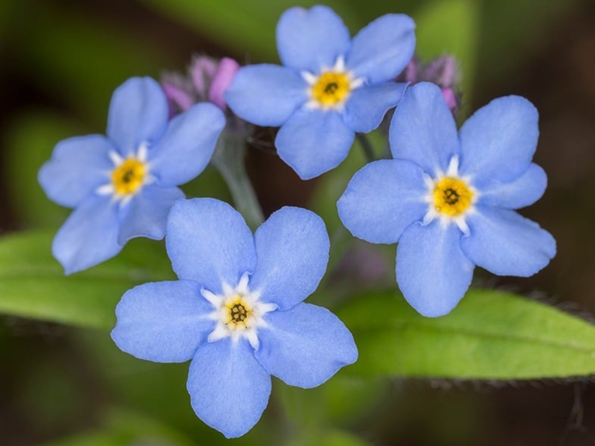Myosotis Scorpioides (water Forget-me-not) - Authentic Seeds