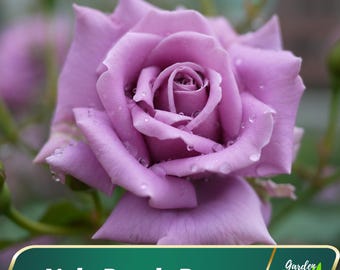 ROSEページ Long Stem Pink Rose Bouquet–Buzy Beez Florist