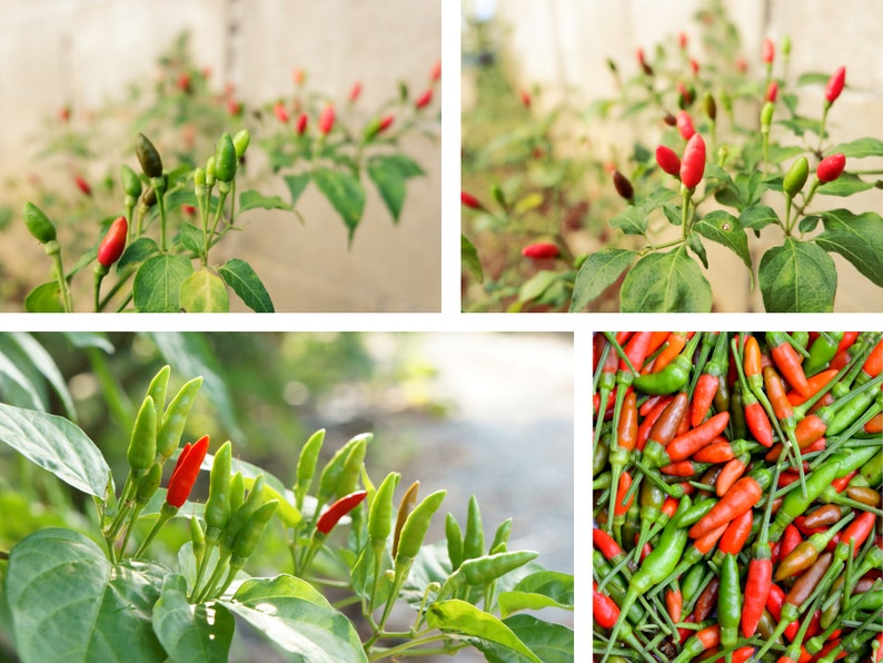 35 Seeds Bird's Eye Chili Peppers thai Seeds Annual Vegetable Seeds