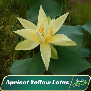 5 Apricot Yellow Lotus Seeds - Indian Lotus (Nelumbo Nucifera) - Perennial - Edible - Cold Resistant - Planting In Late Spring-Summer #Q058
