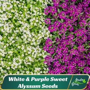 White & Purple Sweet Alyssum Seeds - Cold Resistant - Open-Pollinating - Drought Tolerant - Plant in Early Spring #310