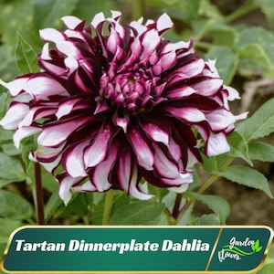 White Purple Giant Dinnerplate Dahlia Tartan Dahlia Flower Seeds - Fast Growing - Easy To Grow - Planting In Spring - Shrub Seeds #D035