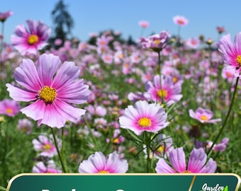 Daydream Cosmos Seeds – Easy Grow, Open-Pollinating, Clumping Flowers