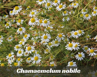 Roman Chamomile Seeds | Perennial Herb, Fragrant Flowers,  Garden (110 Seeds)