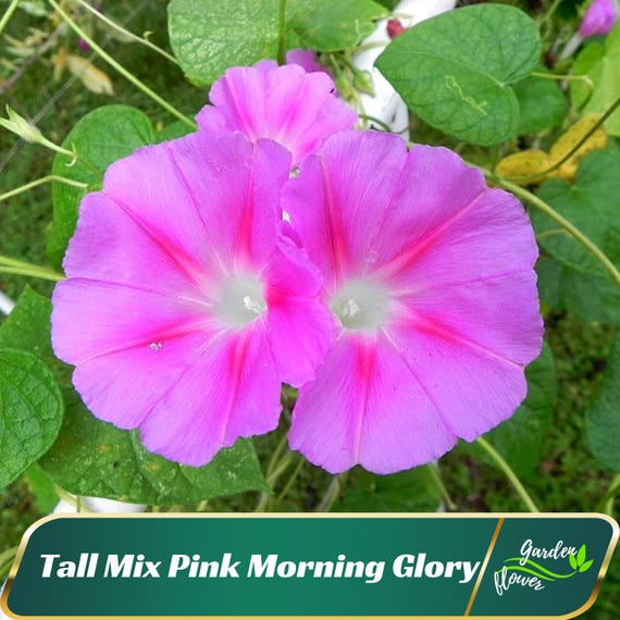 Tall Mix Pink Morning Glory - Vine Seeds - Authentic Seeds - Fast