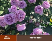 25 Rare Seeds Purple Climbing Rose Seed Flower Seeds A075 Seeds, Fruit Seeds, Flowers, No GMO, Easy to Plan, No GMO,B3G1