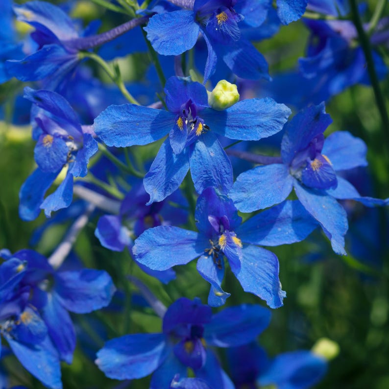 以下が含まれることがあります： 繊細な花びらと黄色の中心を持つ鮮やかな青い花のクローズアップ。花は密集しており、豊かで質感のある外観を作り出しています。背景は柔らかな緑色で、明るい花との自然なコントラストを生み出しています。