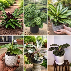 May include: A collection of six distinct Calathea plants in various pots, featuring diverse foliage patterns including striped, spotted, and variegated green, white, and dark purple leaves, displayed in both indoor and outdoor settings.