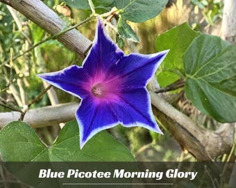 Blue Picotee Morning Glory - Vine Seeds - Authentic Seeds - Fast Growing - Flowering - Climbing - Planting In Spring   #F014