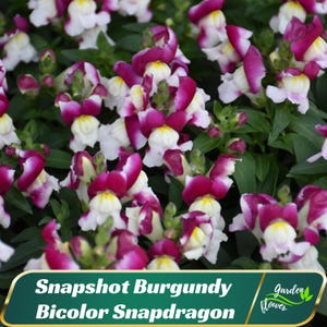 Snapshot Burgundy Bicolor Snapdragon Seeds – Compact Red & White Blooms – Friendly - Pollinating -Plant in early Spring - 30 SEEDS- new4 -70