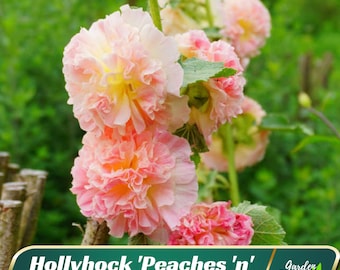 Hollyhock &#39;Peaches &#39;n&#39; Dreams&#39; - Authentic Seeds - Alcea - Cold Resistant - Fast Growing - Clumping - Planting In Spring/Fall -   #8084