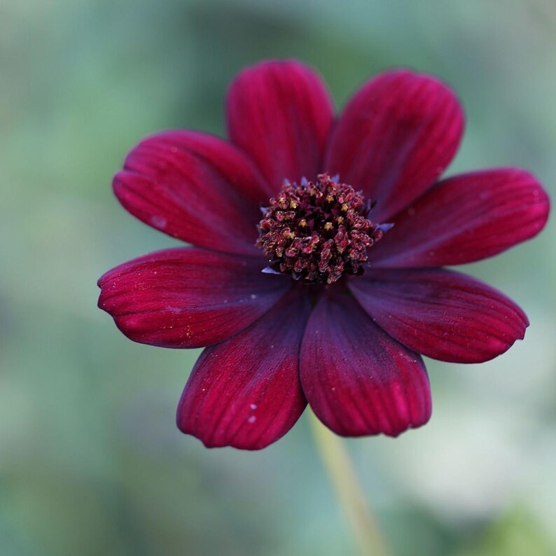 May include: A deep burgundy cosmos flower with eight rounded petals radiating from a textured, dark reddish-brown central disc. The flower displays a rich, saturated color palette with subtle variations in tone across the velvety petal surfaces.