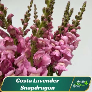 Costa Lavender Snapdragon Seeds –Tall Soft Purple Blooms,Antirrhinum majus –Friendly-Pollinating-Plant in early Spring - 30 SEEDS - new4 -54