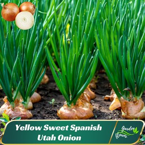 160 Seeds| Yellow Sweet Spanish Utah Onion Seeds - Edible - Organic - Fast Growing - Vegetable Seeds - Planting In Spring/Fall - B5G1 #7024