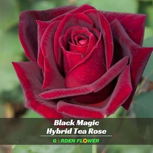 30+ Rare Seeds~ Black Magic Rose Seeds - Perennial - Authentic Seeds - Rose Flower - Late Winter To Early Spring Planting Time -   #A058