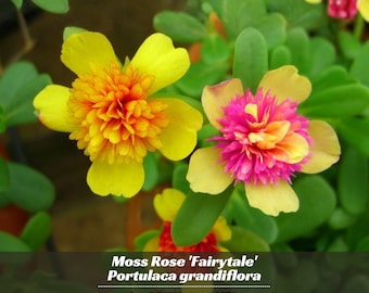 Portulaca 'Fairytale' Series - Authentic Seeds ~ GMO Free ~ Seeds~Flower seeds~Herbs