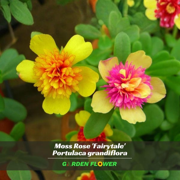 Portulaca 'Fairytale' Series - Authentic Seeds ~ GMO Free ~ Seeds~Flower seeds~Herbs