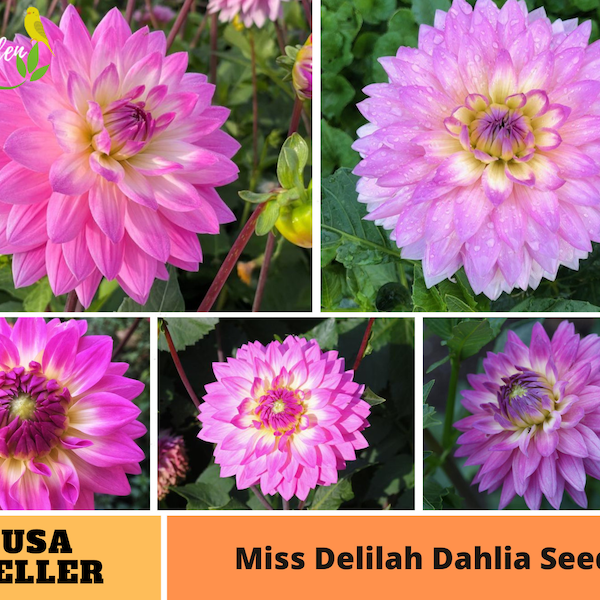 PinkMiss Delilah Dahlia Perennial Flower Seeds -Authentic Seeds-Flowers -Organic. Non GMO - Seeds-Mix Seeds for Plant-B3G1#D066.