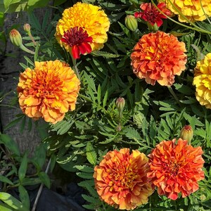 May include: A close-up view of vibrant marigold flowers in full bloom. The flowers display a range of colors, from bright yellow to deep orange and red. The petals are densely packed, creating a textured appearance. Green foliage surrounds the colorful blooms.