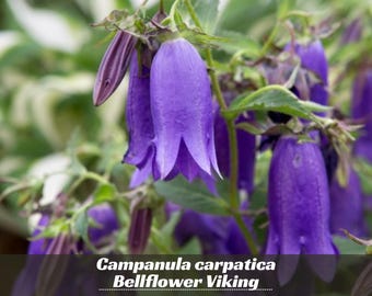 Bellflower 'bells and Whistles' Violet-purple, Bell Shaped Flowers