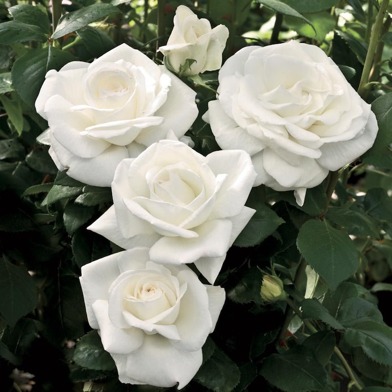 GardenFlowerSeed Sugar Moon Rose Seeds - Thumbnail 5