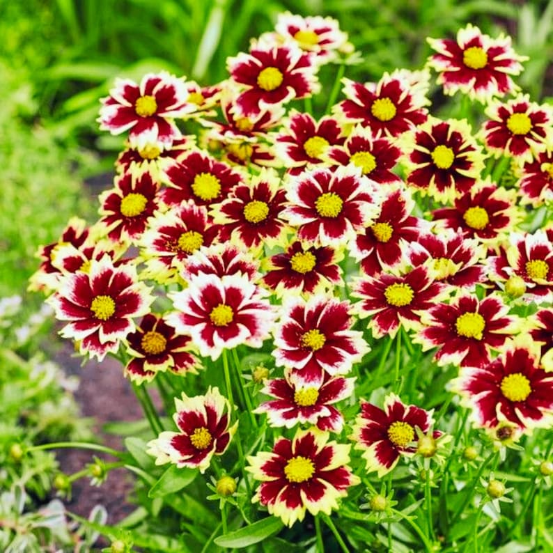 GardenFlowerSeed Coreopsis Seeds