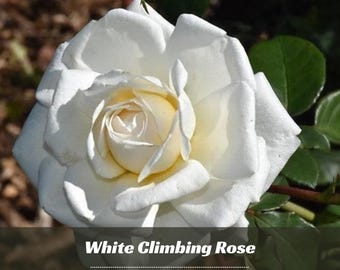 30 White Climbing Rose Seeds - Perennial - Authentic Seeds - Rose Flower - Late Winter To Early Spring Planting Time   #A100