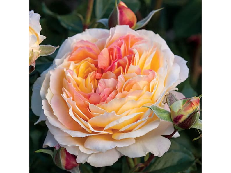 GardenFlowerSeed La Park Floribunda Rose Seeds
