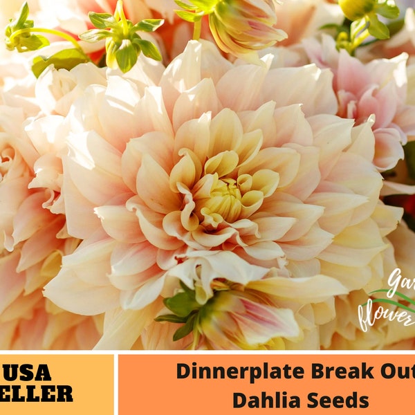 Dinnerplate Break Out Dahlia Mix Seeds - Perennial -Authentic -Flowers -Organic. Non GMO -Seeds-Mix Seeds for Plant-B3G1#D032.