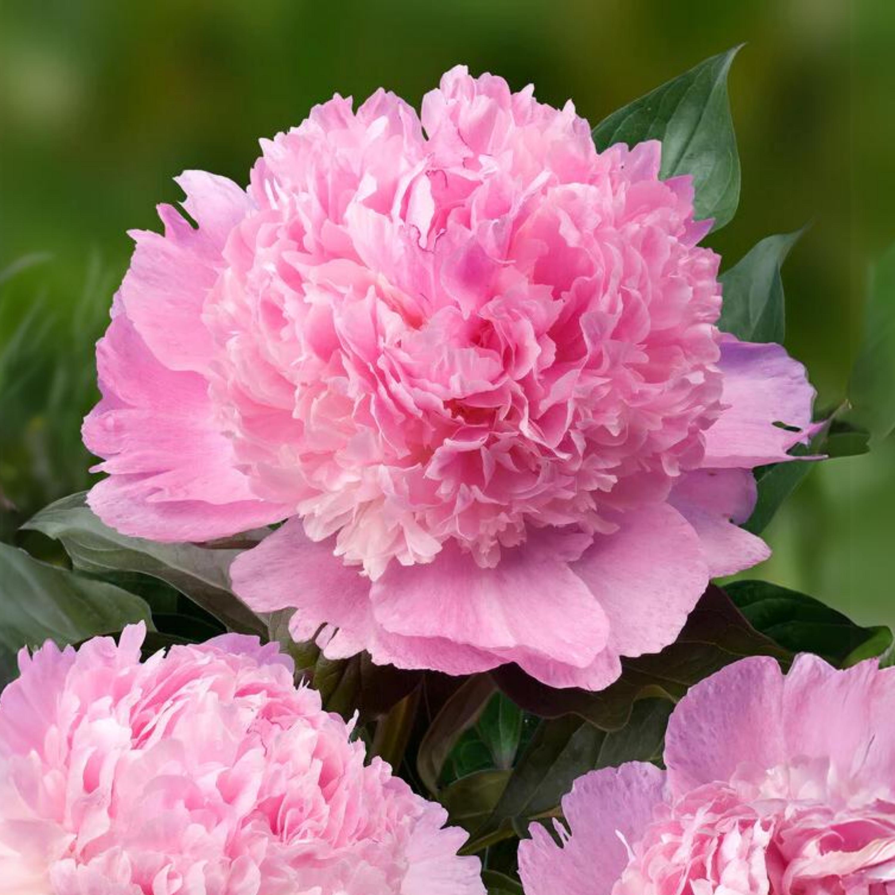 10+ Rare Seeds|alertie Peony Seeds-perennial - Perennial