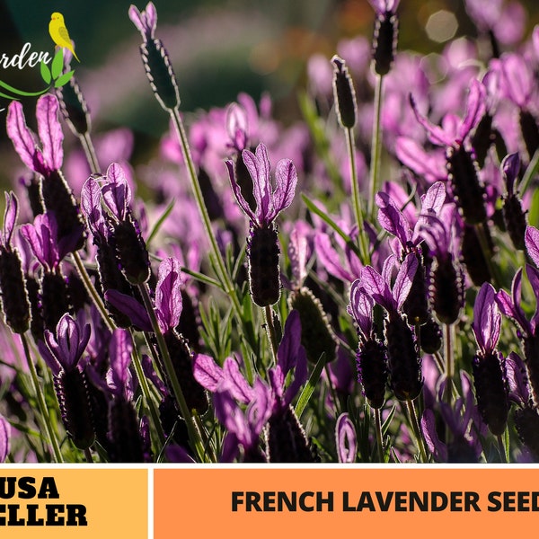 French Lavender Seeds-Perennial -Authentic Seeds-Flowers -Organic. Non GMO -Vegetable Seeds-Mix Seeds for Plant-B3G1 #C005