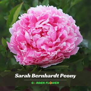 10+ Rare Seeds| Sarah Bernhardt Peony Seeds - Perennial - Authentic Seeds - Cold Resistant - planting in Fall - Paeoniaceae -   #B028