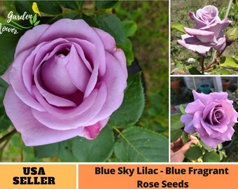 30 Rare Seeds| 'Blue Sky' Lilac-Blue Fragrant Rose Seeds-Perennial -Authentic Seeds-Flowers -Organic. Non GMO-Mix Seeds for Plant-B3G1#A139