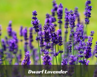 Könnte beinhalten: Eine Ansammlung leuchtend violetter Zwerglavendelblüten mit schlanken grünen Stielen. Das Bild enthält den Text Dwarf Lavender und die Wörter GARDEN FLOWER mit einem kleinen Sonnenblumen-Symbol vor einem weichen, unscharfen grünen Hintergrund.