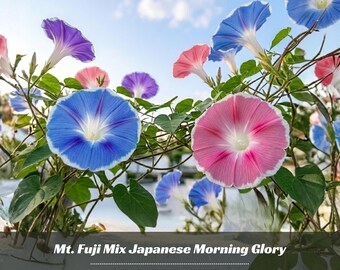 Mt. Fuji Mix Japanese Morning Glory - Vine Seeds - Authentic Seeds