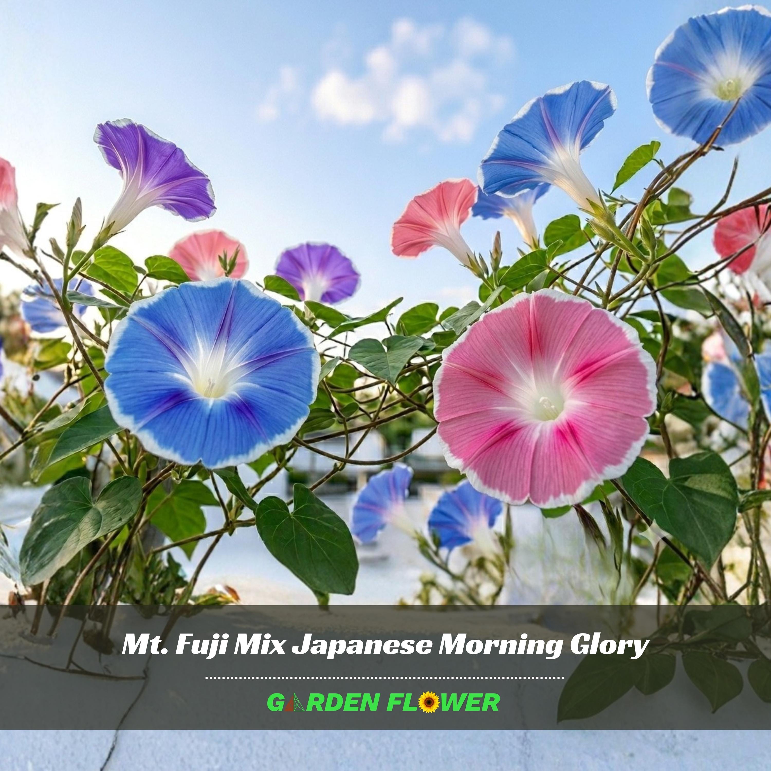 Mt. Fuji Mix Japanese Morning Glory - Vine Seeds - Authentic Seeds