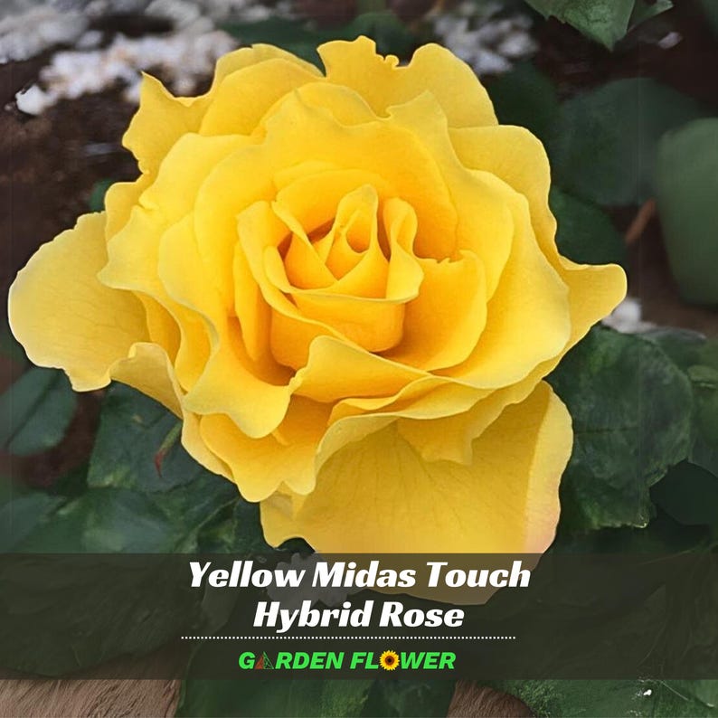 GardenFlowerSeed Midas Touch Hybrid Tea Rose Seeds - Thumbnail 3