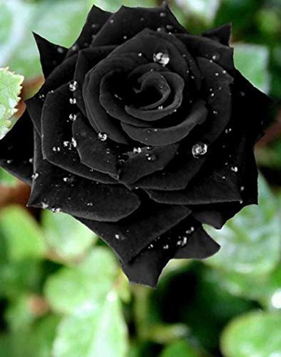 25 Rare Seeds Black Rose Bush Flower to Planting Seeds Etsy
