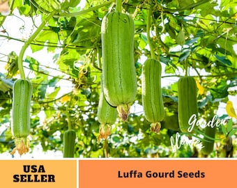 Indian Kitchen Garden Seed Set  10 Heirloom Varieties - Etsy