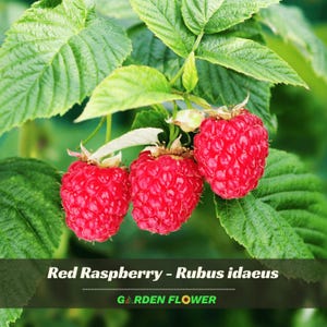 35s - Red Raspberry Seeds - Fruit Seeds - Rubus - Perennial Seeds - sweet raspberry seeds - Blooms in Spring, Summer, Autumn #New 5-12