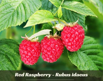35s - Red Raspberry Seeds - Fruit Seeds - Rubus - Perennial Seeds - sweet raspberry seeds - Blooms in Spring, Summer, Autumn #New 5-12