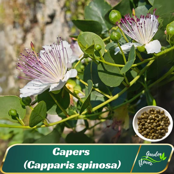 thumbnail interactive-video image 1 of Caper Bush (Capparis Spinosa) Heirloom Seeds – Culinary & Medicinal Perennial 1 of 6