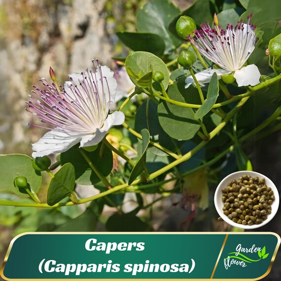 Caper Bush (Capparis Spinosa) Heirloom Seeds – Culinary & Medicinal Perennial