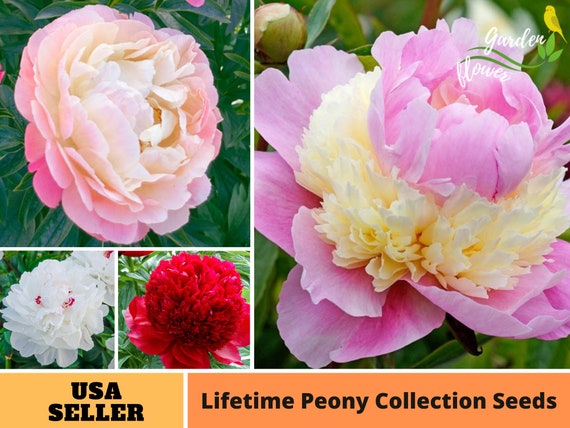 10+ Seeds| Lifetime Collection Flower Peony Seeds-Perennial -Authentic  Seeds-Flowers -Organic. Non GMO-Mix Seeds for Plant-B3G1#B052