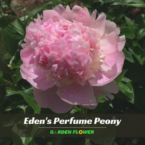 10+ Seeds| Eden's Perfume Peony Flower Seeds - Perennial - Authentic Seeds - Cold Resistant - planting in Fall - Bush Seeds #B044