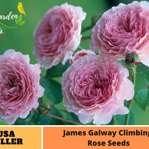 25 Rare Seeds Blue Climbing Rose Seedsperennial authentic Etsy