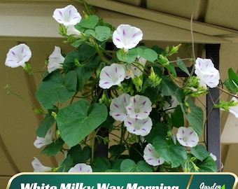 30 Seeds-Milky Way Morning Glory - Vine Seeds - Authentic Seeds - Fast Growing - Flowering - Climbing - Planting In Spring   #F026
