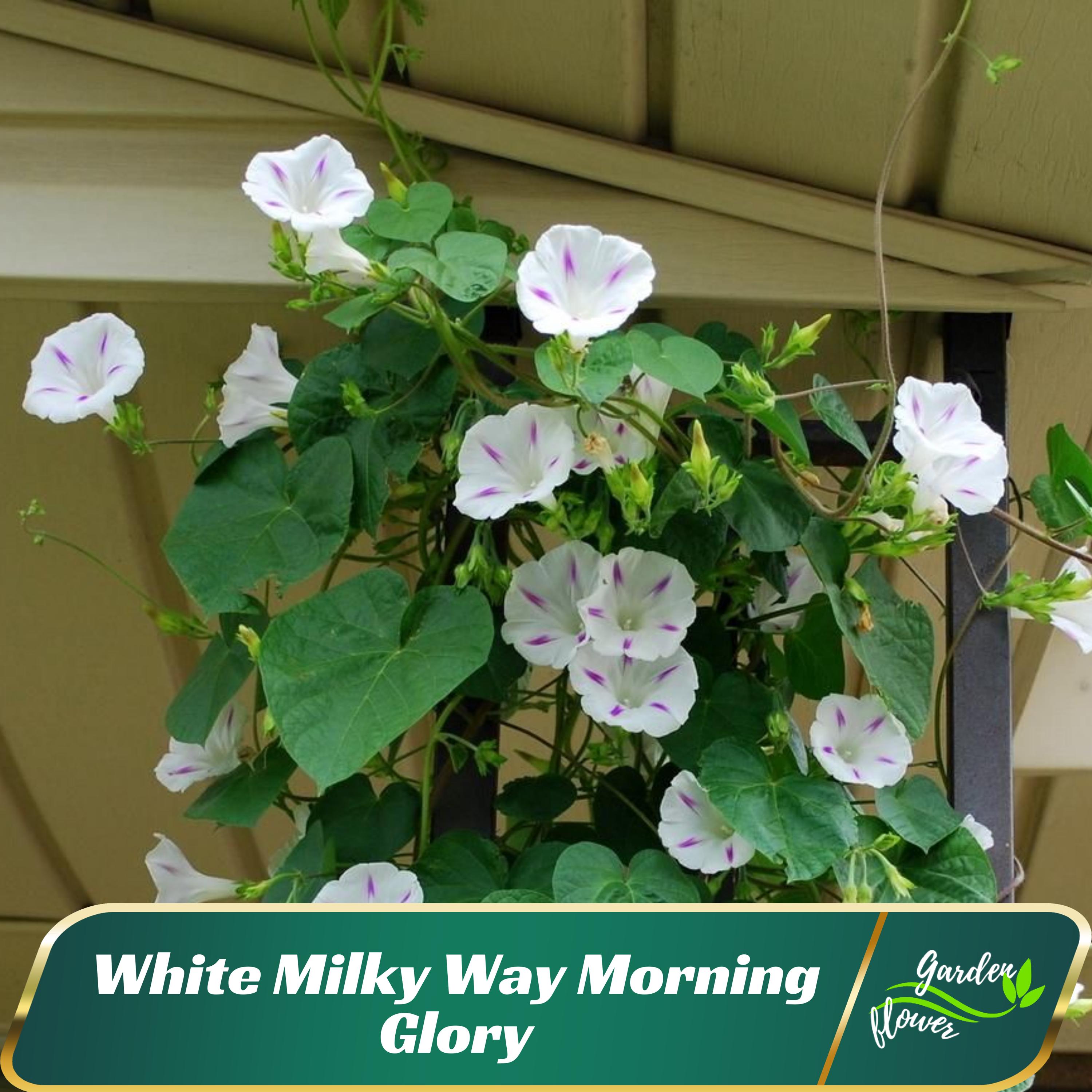 30 Seeds-milky Way Morning Glory - Vine Seeds - Authentic Seeds