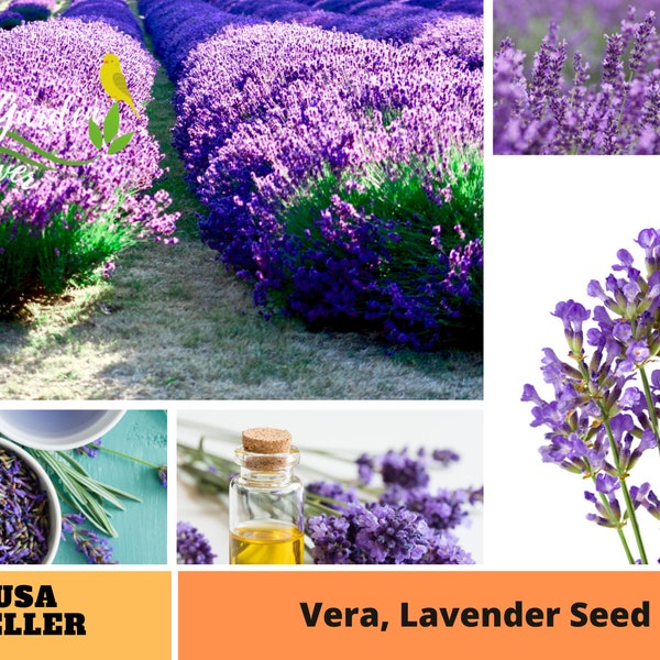 155 seeds| Vera  Lavender seeds-Perennial -Authentic Seeds-Flowers -Organic. Non GMO -Vegetable Seeds-Mix Seeds for Plant-B5G1#6008