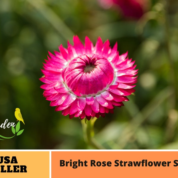 50+ Seeds| Bright Rose StrawSeeds -Perennial -Authentic Seeds-Flowers -Organic. Non GMO -Vegetable Seeds-Mix Seeds for Plant-B3G1#k002